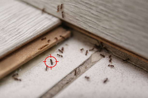 Best Spider Control Near Me  in Boronda, CA