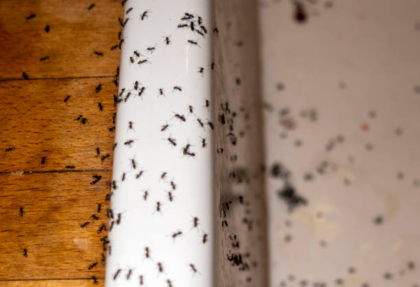 Best Residential Pest Control  in Boronda, CA